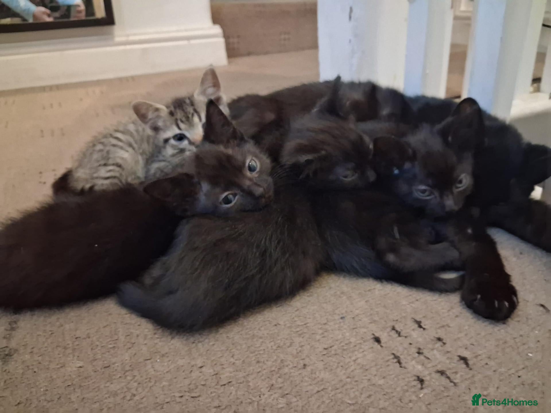 Mixed Breed cats 4 adorable baby boys - Advert 1