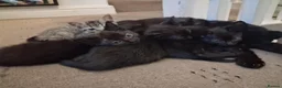 Mixed Breed cats for sale: 4 adorable baby boys - Advert 1