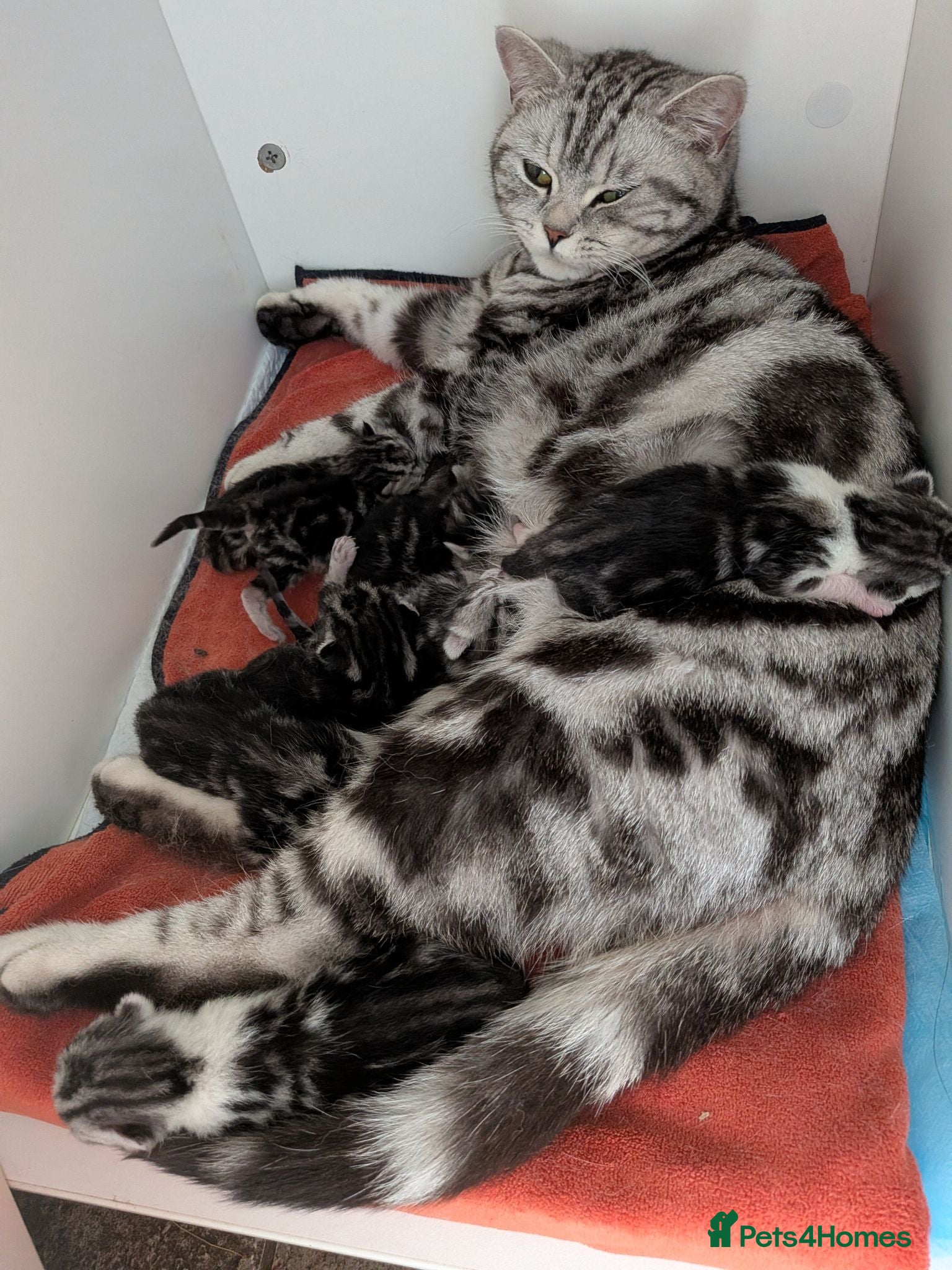 British Shorthair cats GCCF British Shorthair Silver Tabby Kittens - Advert 1
