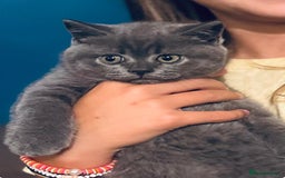 British Shorthair cats for sale: Beautiful Active Male Kitten for Sale – Blue - Image 2