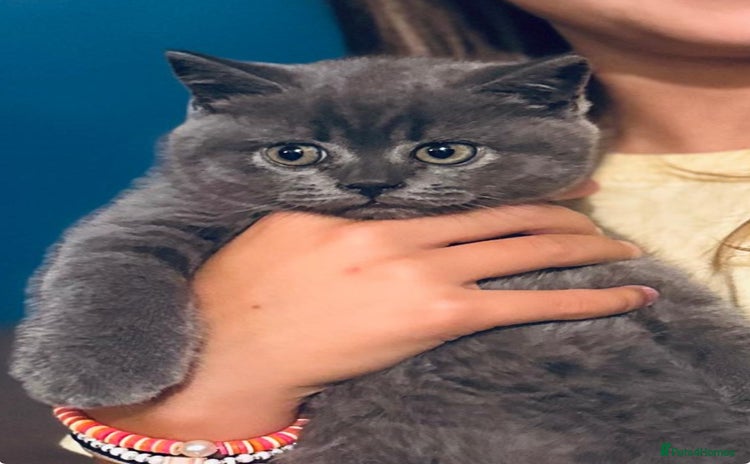 British Shorthair cats - Advert 5