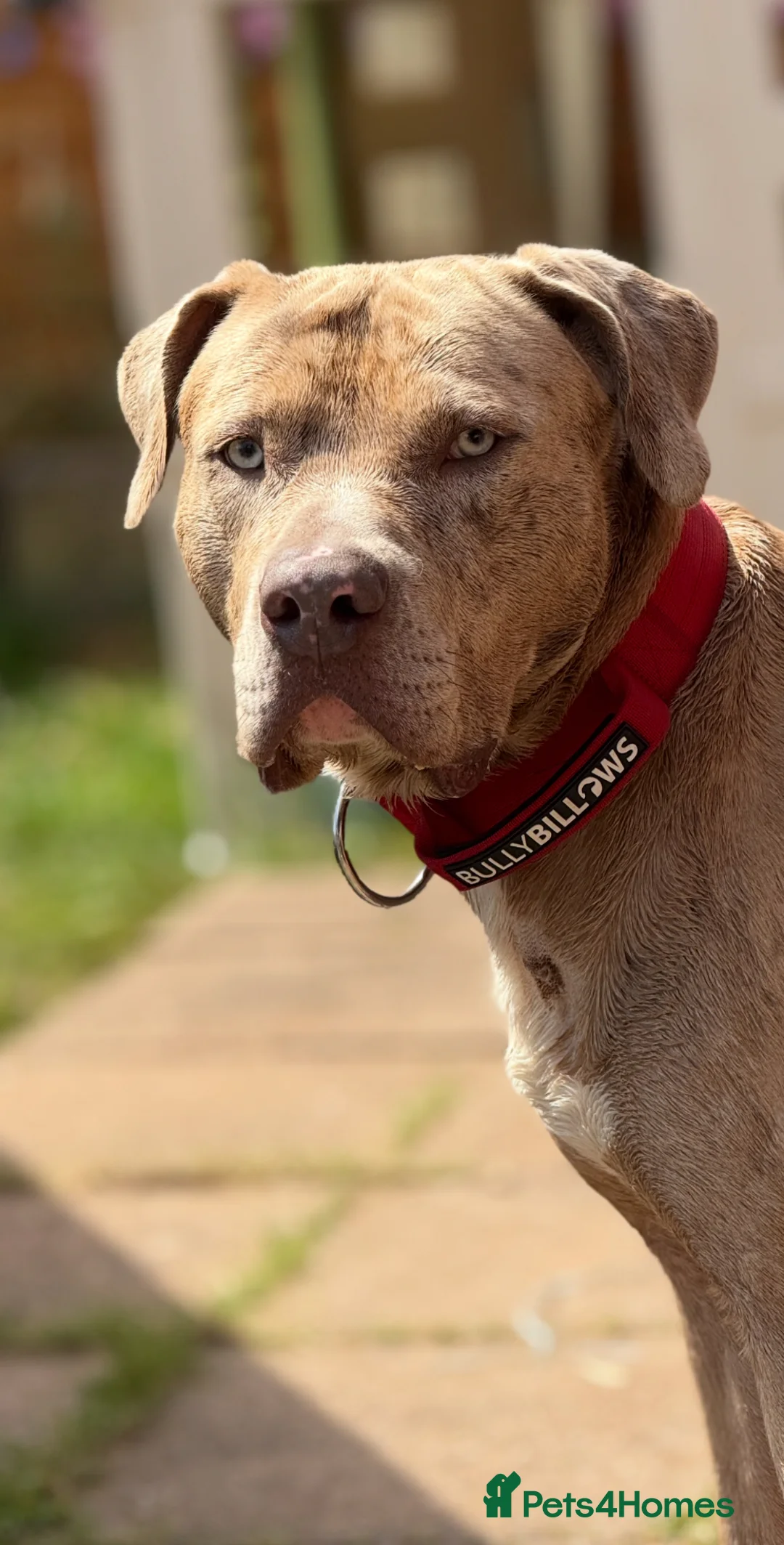 Mixed Breed dogs for sale: Hades in Telford - Advert 2