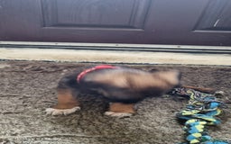 Mixed Breed dogs for sale: Belgian mally x saluki pups  - Image 3