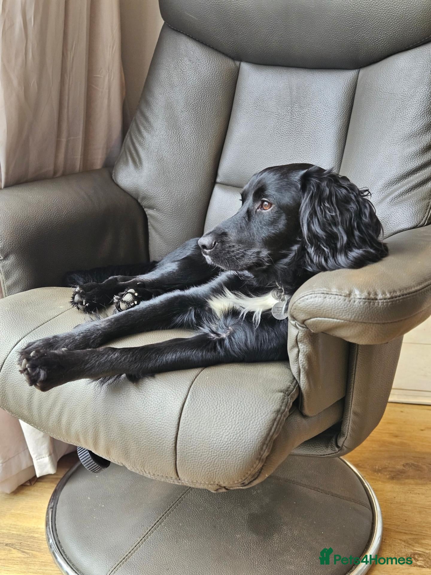 Cockapoo dogs Beautiful 2 year old boy cockapoo - Advert 1