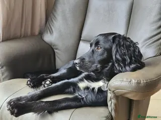 Cockapoo dogs Beautiful 2 year old boy cockapoo - Advert 1