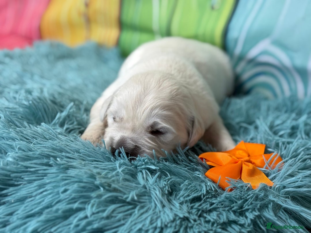 Golden Retriever dogs for sale: Beautiful KC reg DNA clear puppies available  - Advert 9