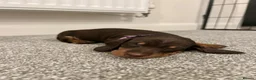 Miniature Dachshund dogs for sale: Miniature Dachshund Puppies – Cole, Nia & Bel 🐾 in Harrow - Advert 2