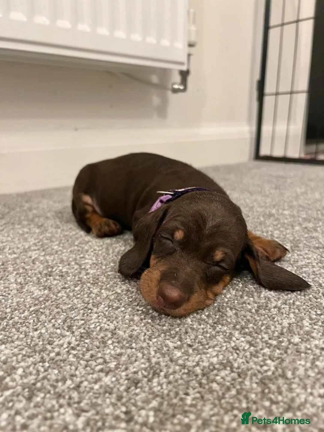 Miniature Dachshund dogs for sale: Miniature Dachshund Puppies – Cole, Nia & Bel 🐾 in Harrow - Advert 2