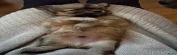 Mixed Breed dogs for sale: Beautiful litter of four happy healthy Pomchis in Banstead - Advert 20