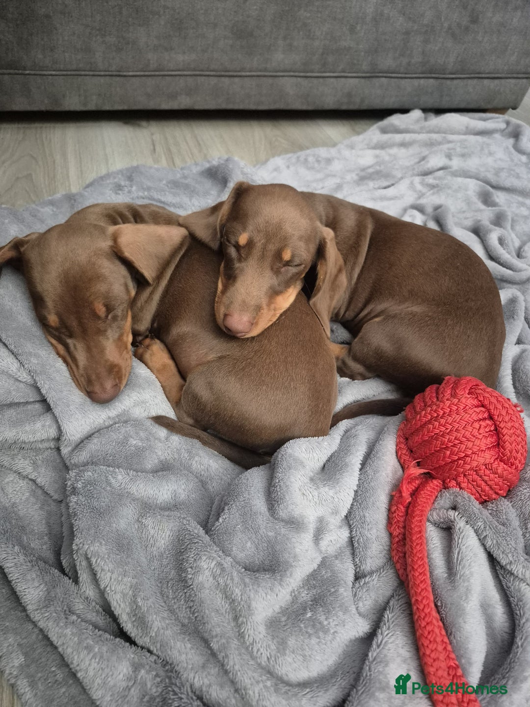 Dachshund dogs for sale: Beautiful Miniature Dachshund Girl  - Image 5