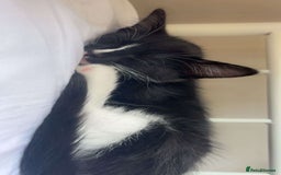 British Longhair cats for sale: 12 week old kitten  - Image 2