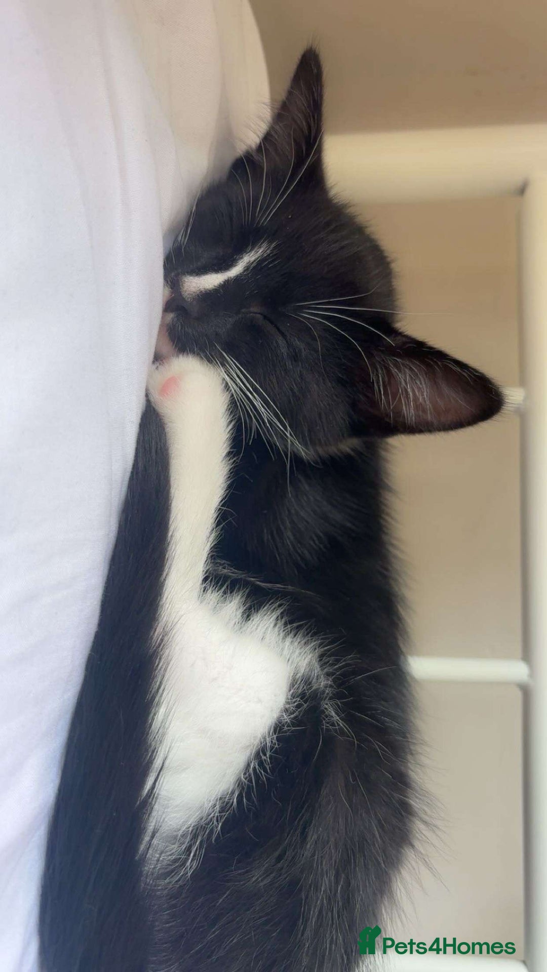 British Longhair cats for sale: 12 week old kitten  - Image 2