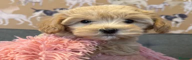 Maltipoo 2