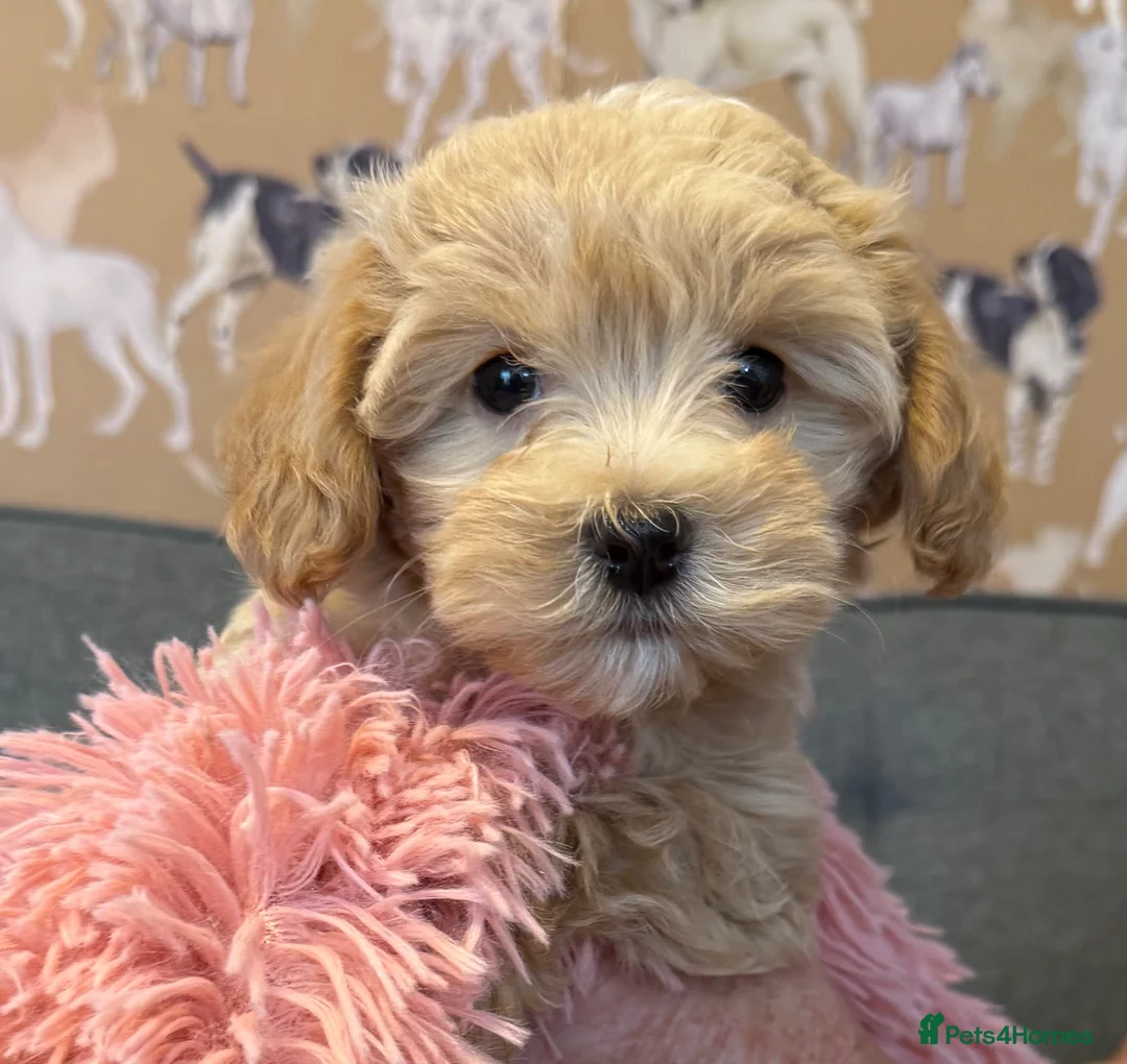 Maltipoo dogs for sale: F1 Maltipoo’s READY NOW - Advert 2