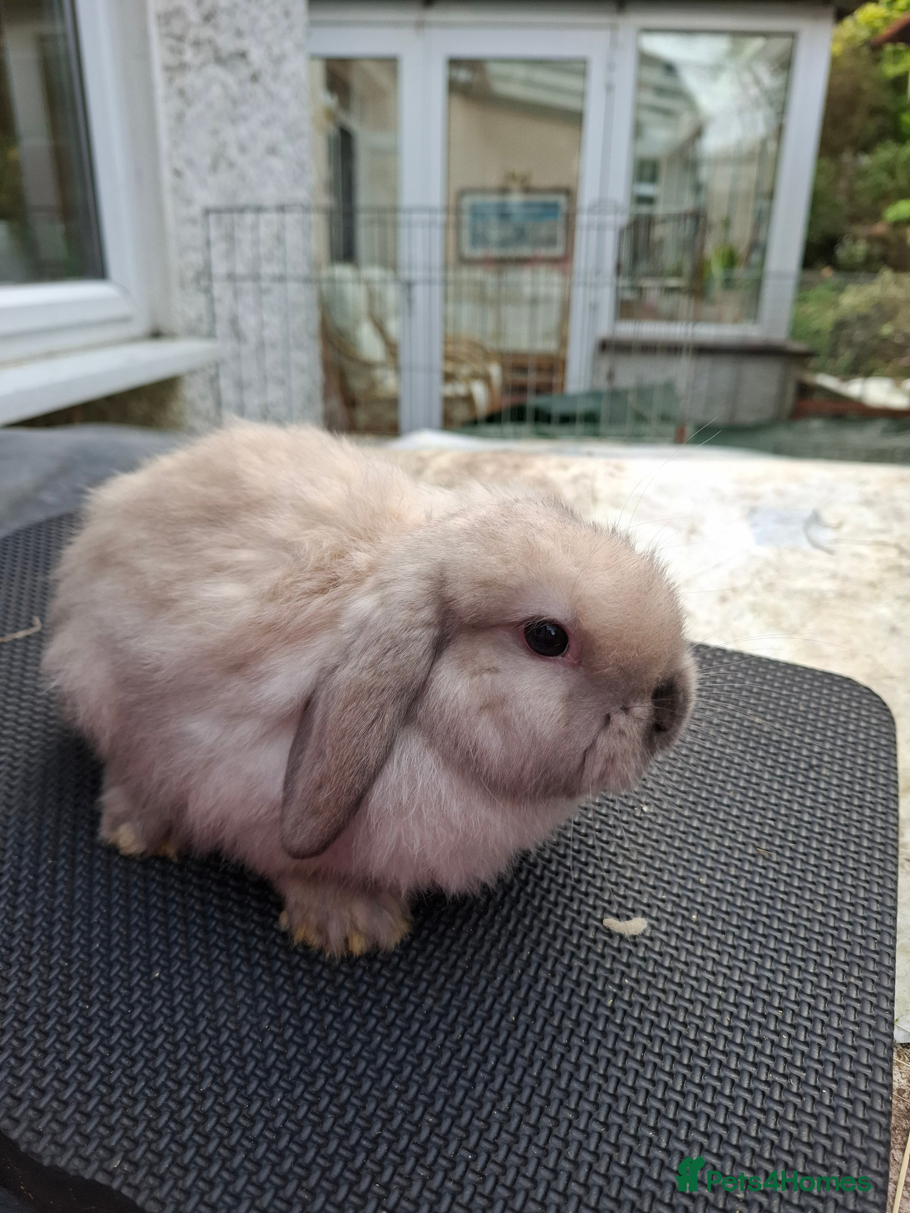 Mini Lop rabbits Mini Lops and Mini Lion Lops - Advert 9