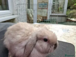 Mini Lop rabbits Mini Lops and Mini Lion Lops - Advert 18
