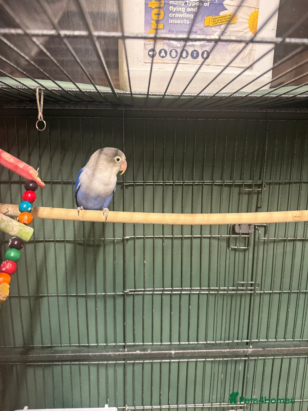 Lovebirds birds for sale: 2 Female  - Advert 4