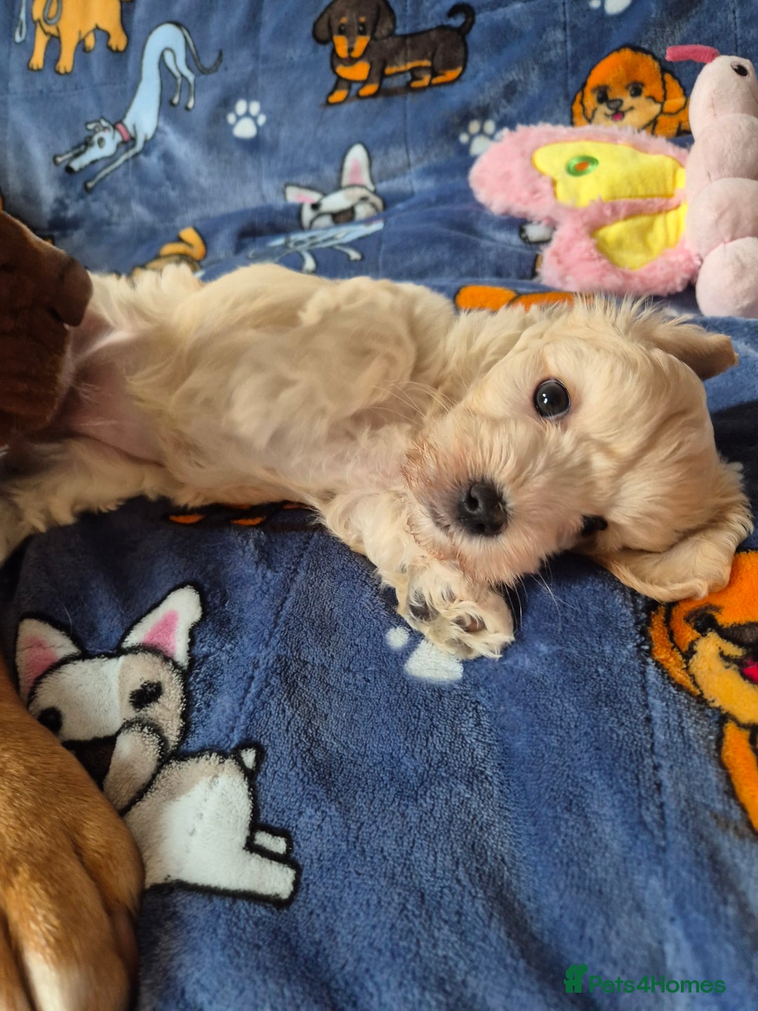 Mixed Breed dogs for sale: F1 Cockapoo and Maltipoo hybrid - Image 27