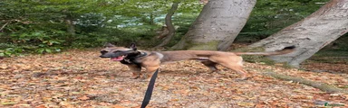 Belgian Shepherd Dog 