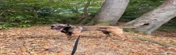 Belgian Shepherd Dog dogs for sale: Belgian Shepherd Dog (Malinois) - Advert 1