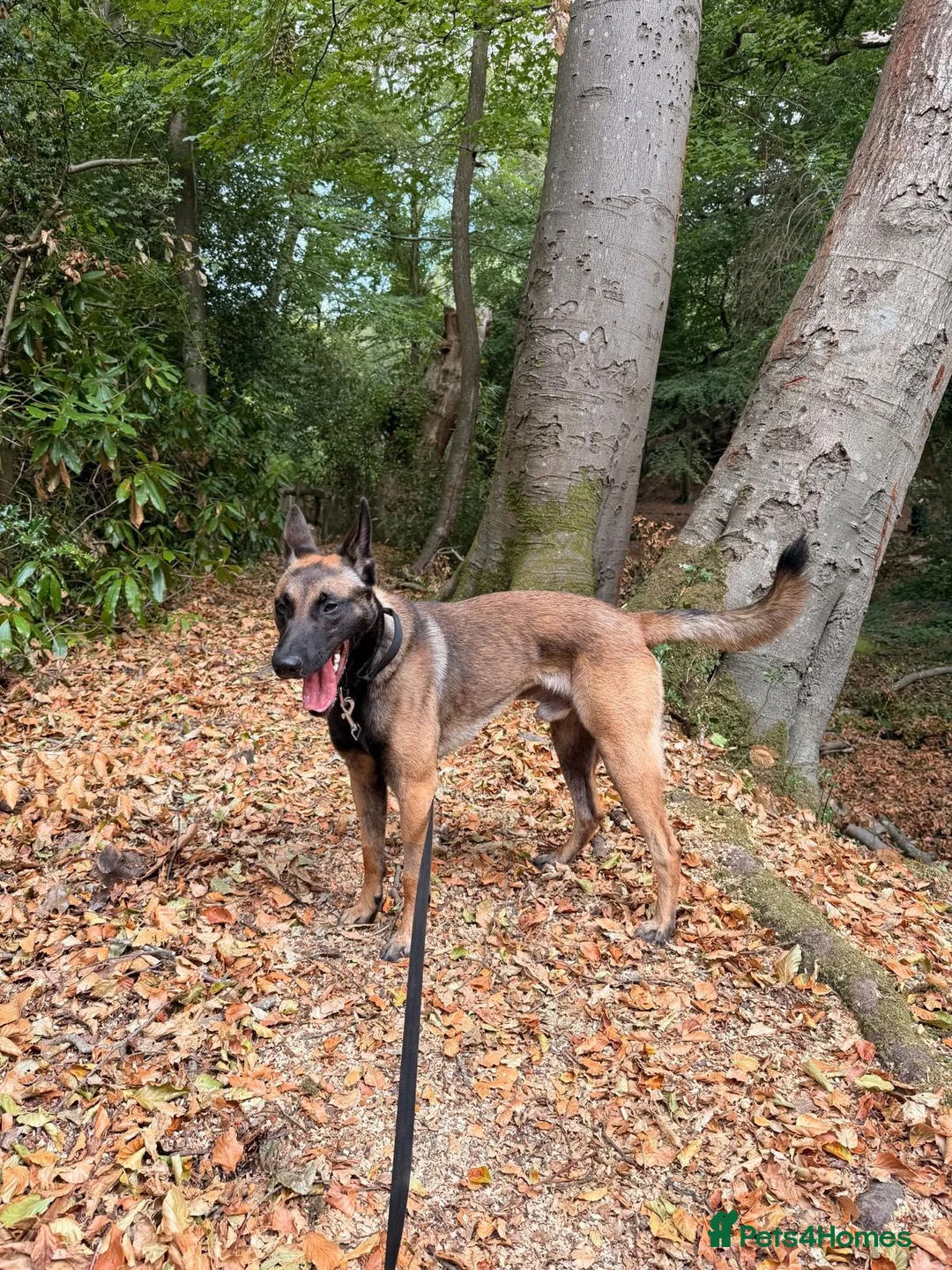 Belgian Shepherd Dog dogs for sale: Belgian Shepherd Dog (Malinois) - Advert 1