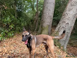 Belgian Shepherd Dog dogs Belgian Shepherd Dog (Malinois) - Advert 2