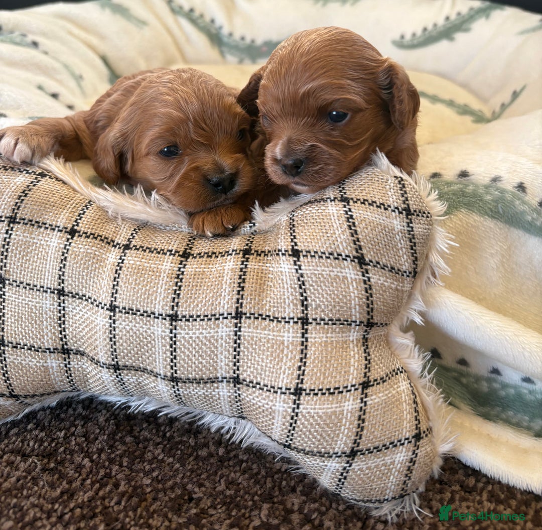 Cavapoo dogs for sale: F1 Toy Cavapoo Puppy’s! - Advert 6