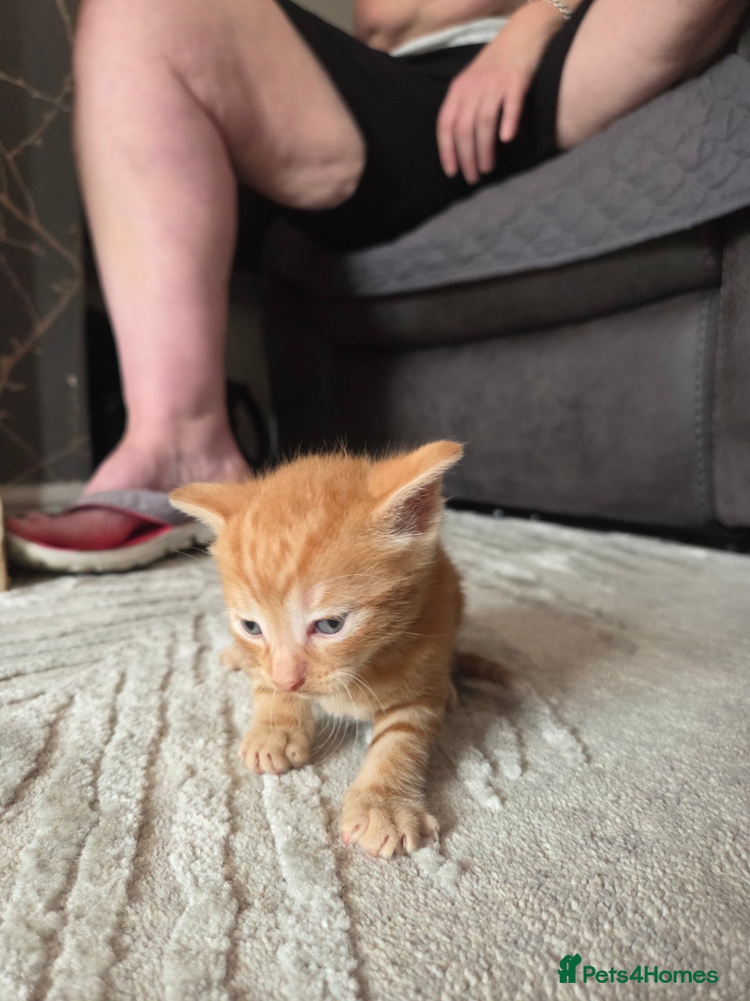 British Shorthair cats for sale: 4 beautiful mixed colour - Image 10