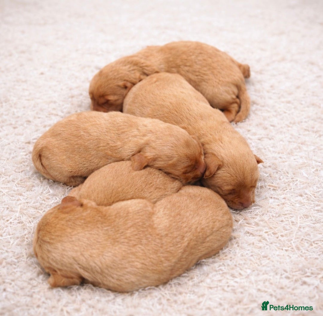 Labradoodle dogs for sale: Beautiful Champion Line F1 Labradoodle Puppies - Advert 5