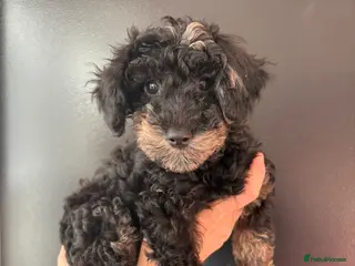 Miniature Poodle dogs Beautiful Merle Miniature Poodles - Advert 2