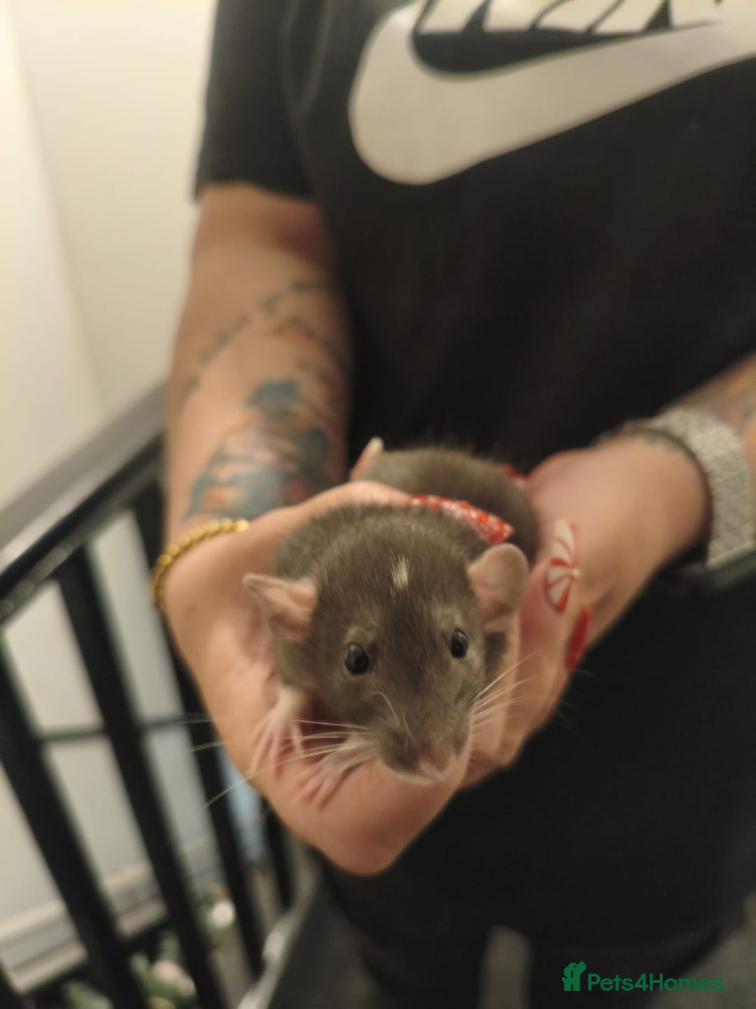 Rat rodents for sale: Adorable baby dumbo rats - Advert 11