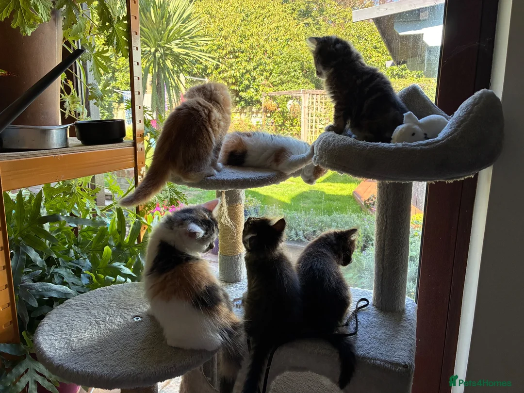 Mixed Breed cats for sale: Healthy , Energetic, Absolutely stunning 8  - Advert 1