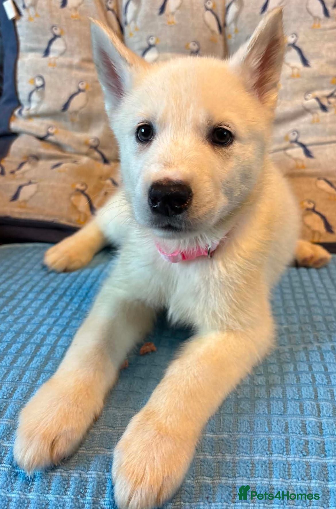 Siberian Husky dogs White Girl Husky ready to find her forever home - Advert 15