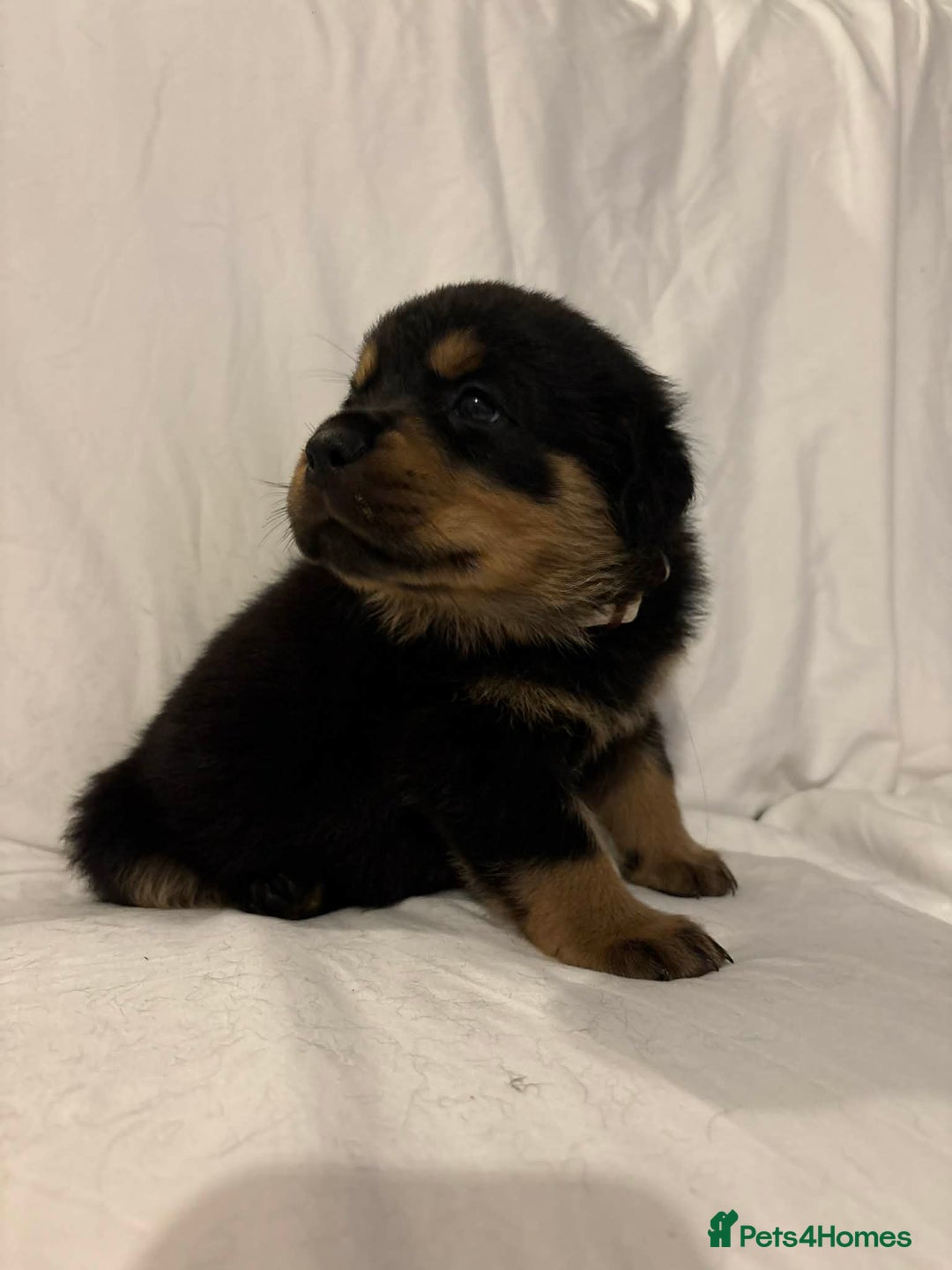 Rottweiler dogs for sale: Stunning Rottweiler puppies - Advert 29