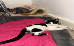 Sphynx cats for sale: Female Kitten Ready 2 Go  - Image 5