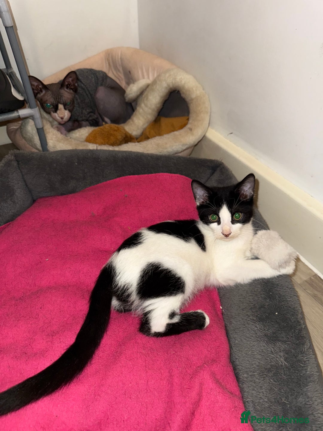 Sphynx cats for sale: Female Kitten Ready 2 Go  - Image 5