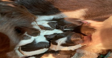 English Springer Spaniel dogs - Advert 5