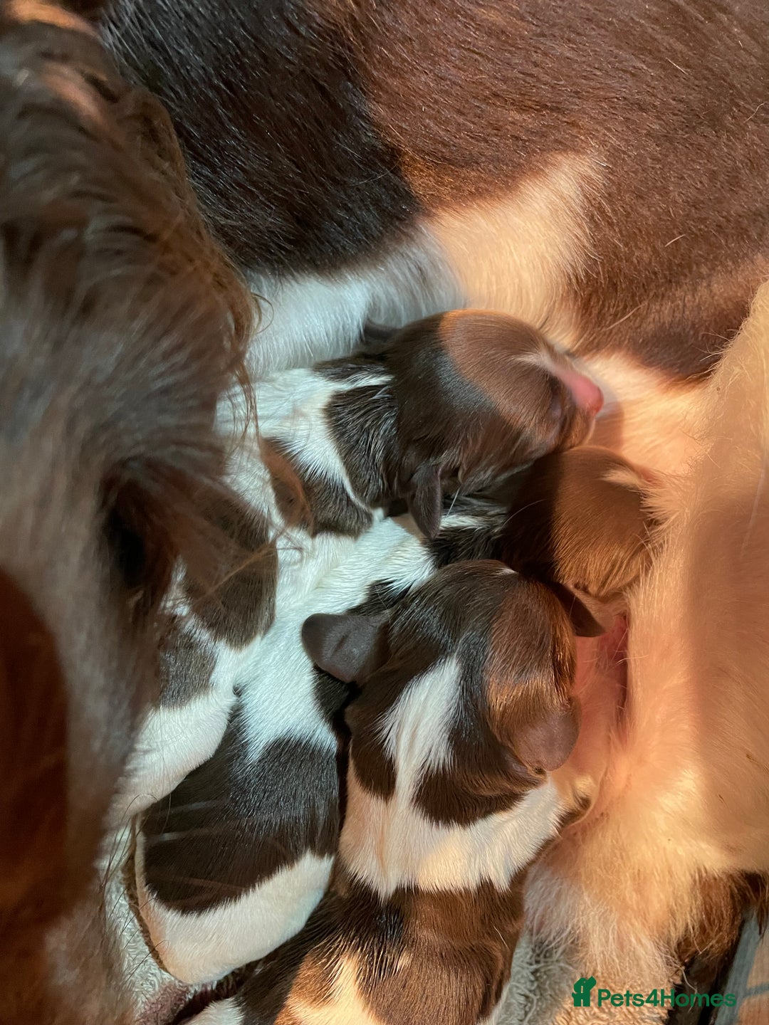 English Springer Spaniel dogs for sale: Gorgeous ESS Puppies-Heavily Marked Liver & White - Image 3