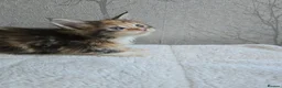 Maine Coon cats for sale: Beautiful Maine Coon Kittens Amazing Lines - Advert 23
