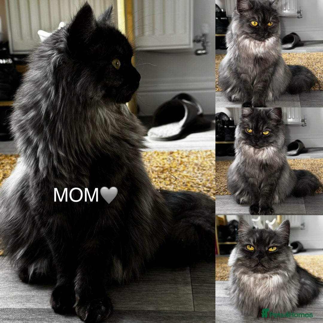 Persian cats for sale: Pure persian kittens - Advert 2