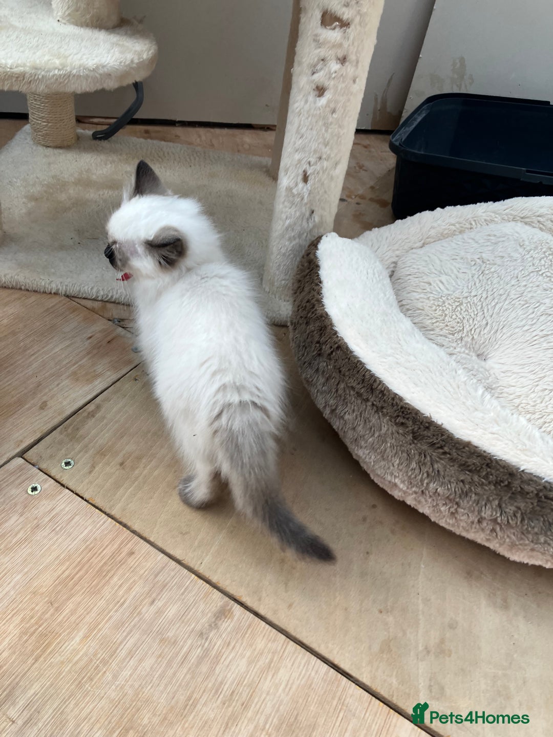 Ragdoll cats for sale: Pure breed ragdolls - Image 10