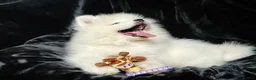 Samoyed dogs for sale: Beautiful Samoyed Puppies from Champion Father - Advert 13