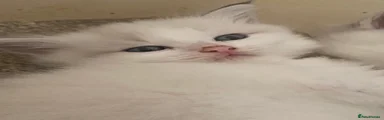 Ragdoll 2