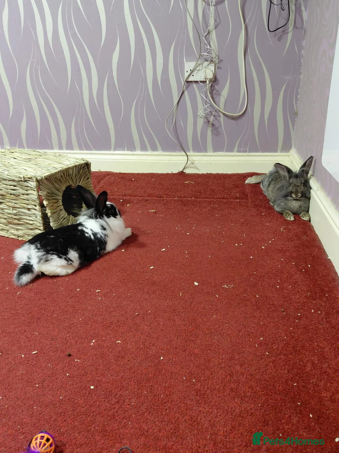 Lionhead rabbits for sale: URGENT HOME NEEDED - One male rabbit called quinn - Advert 2
