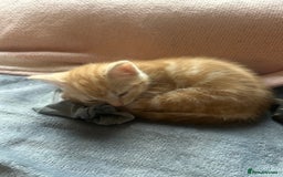 British Shorthair cats for sale: Kittens  - Image 2