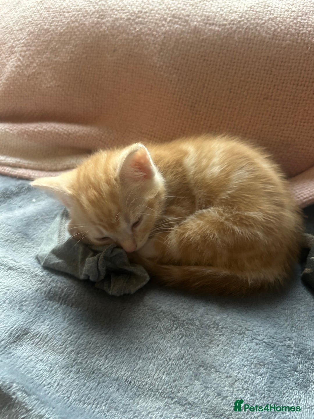 British Shorthair cats for sale: Kittens  - Image 2