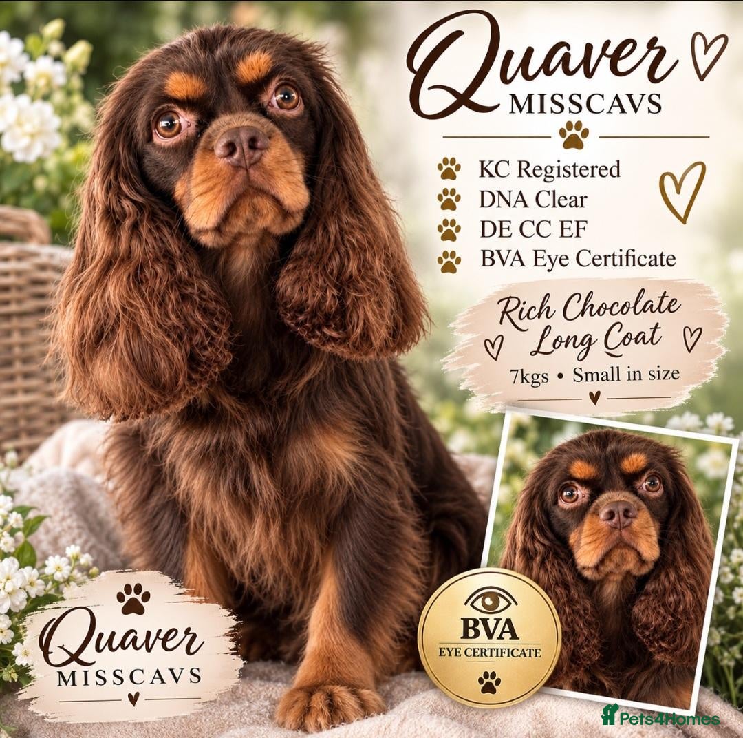 Cavalier King Charles Spaniel dogs Chocolate and Tan Cavalier king charles spaniels  - Advert 8