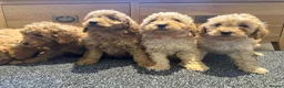 Labradoodle dogs for sale: Stunning miniature multigen labradoodle puppies - Advert 15