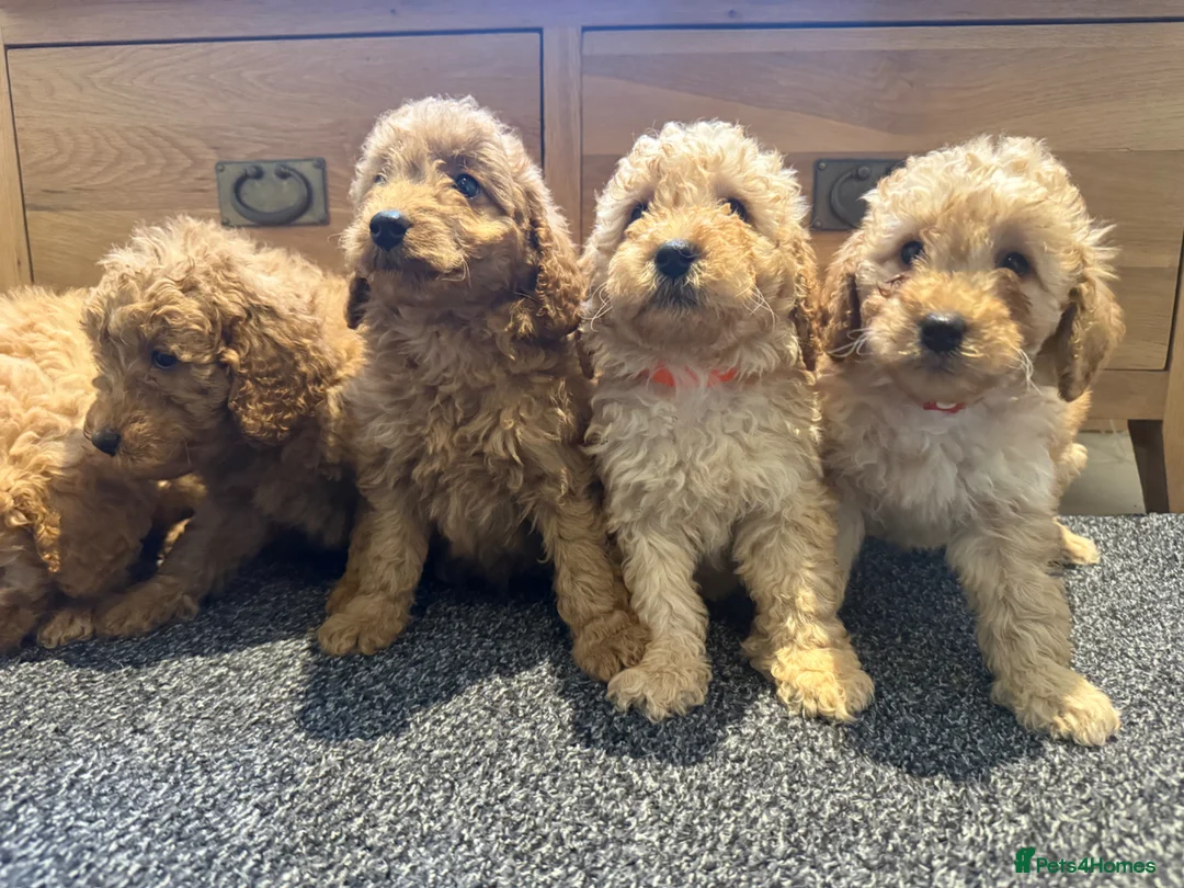 Labradoodle dogs for sale: Stunning miniature multigen labradoodle puppies - Advert 15