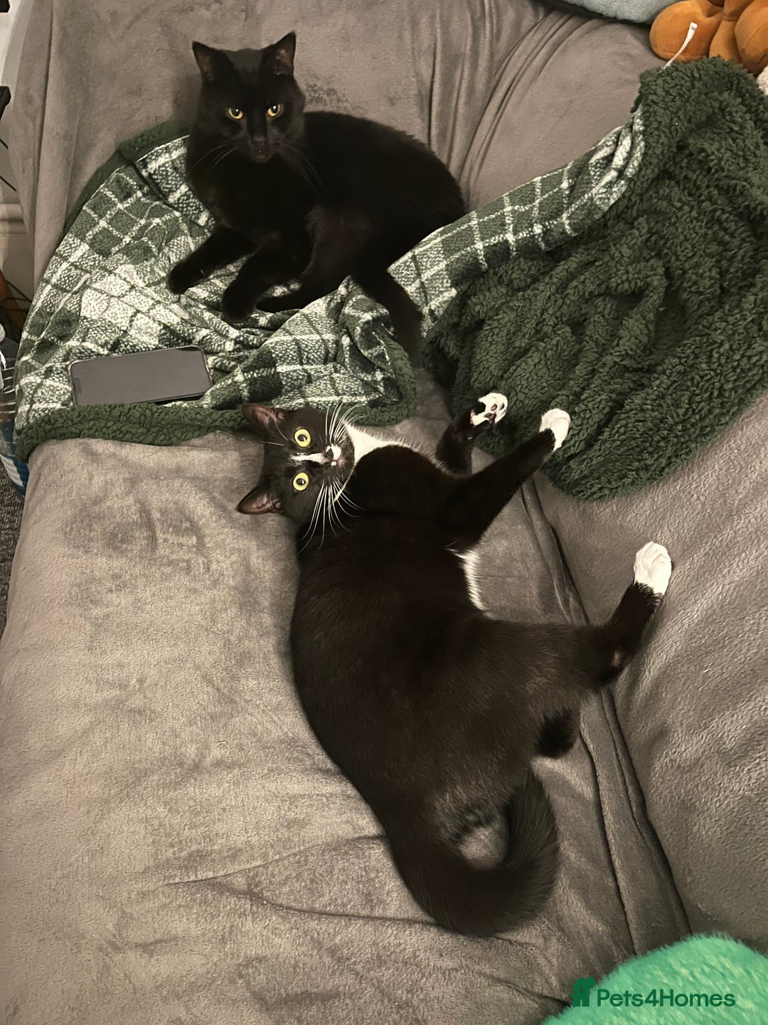 American Shorthair cats for sale: 2 brothers need a new home ASAP BOTH STAY TOGETHER - Advert 2